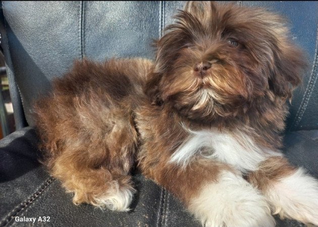 Bichon Havanese