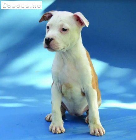 Amerikai staffordshire terrier - Stenci