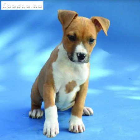 Amerikai staffordshire terrier - Stenci