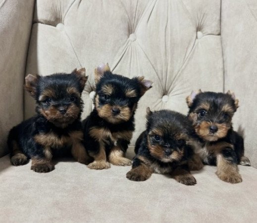 Mini Yorkie