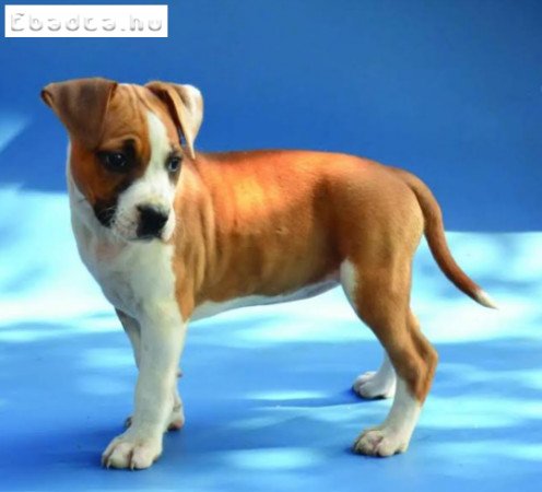 Amerikai staffordshire terrier - Stenci