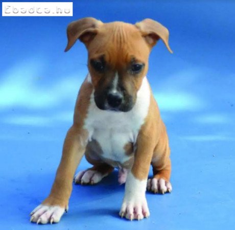 Amerikai staffordshire terrier - Stenci