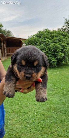 Rottweiler kiskutyák előfoglalhatóak/eladóak