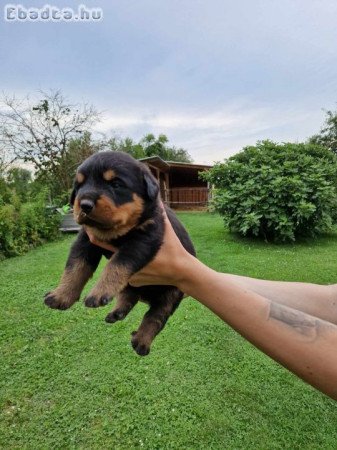 Rottweiler kiskutyák előfoglalhatóak/eladóak