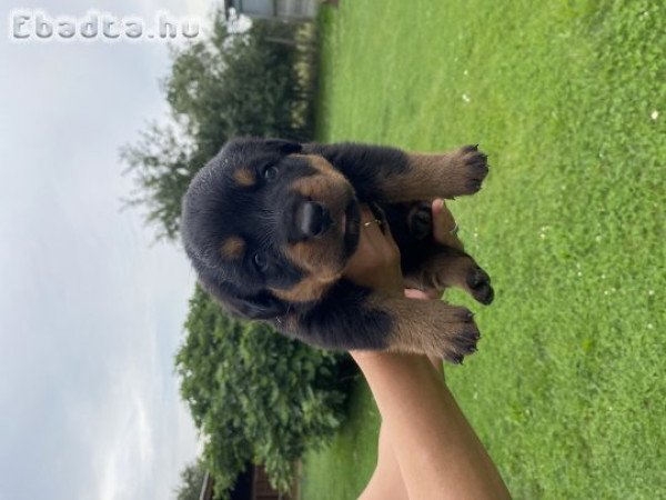 Rottweiler kiskutyák előfoglalhatóak/eladóak