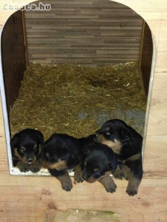 Rottweiler kiskutyák előfoglalhatóak/eladóak