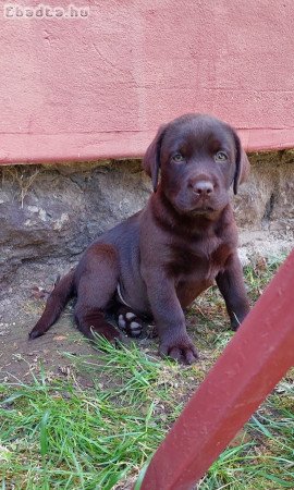 csoki barna labrador retriever