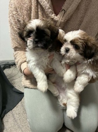 Shih tzu