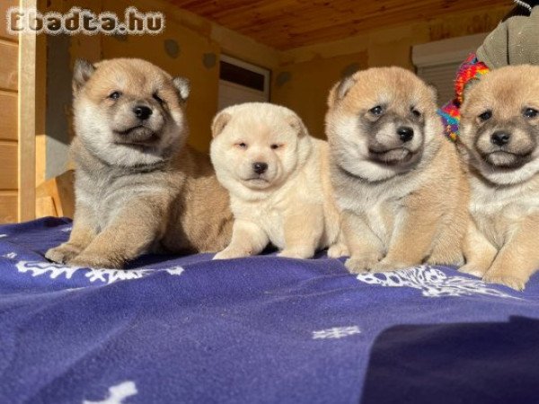 Japán shiba inu 8 db kiskutya szerető gazdit keres