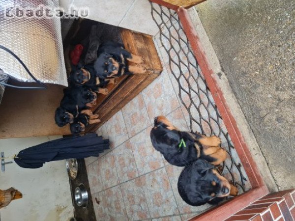 Rottweiler kölyök kutya