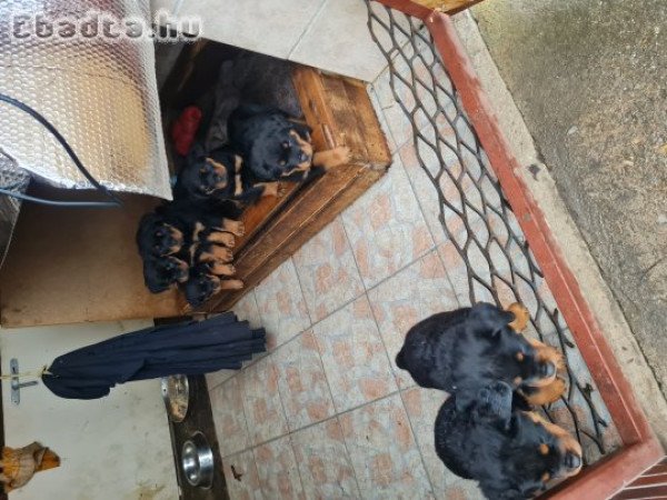 Rottweiler kölyök kutya