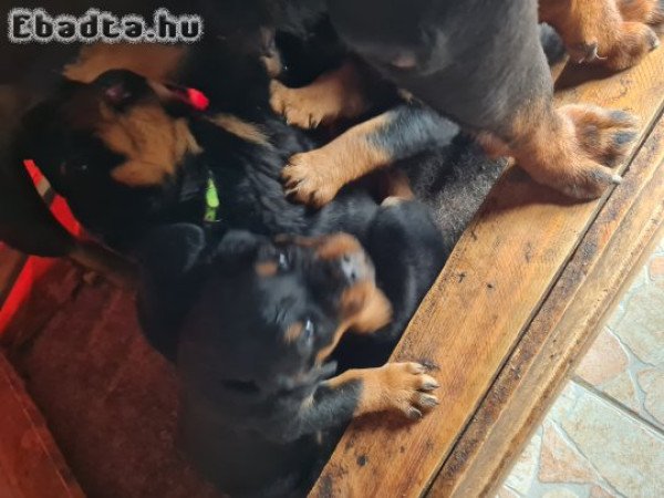Rottweiler kölyök kutya