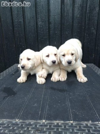 Labrador Kiskutyák