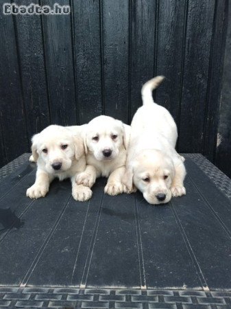 Labrador Kiskutyák