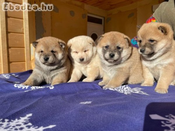 Japán shiba inu 8 db kiskutya szerető gazdit keres