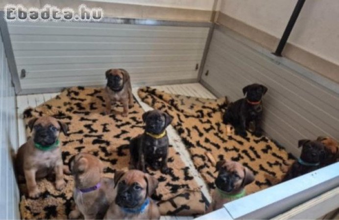 Bullmasztiff kiskutyák