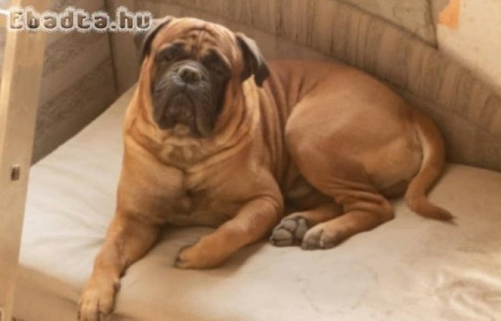 Bullmasztiff kiskutyák