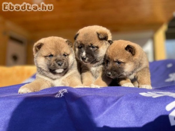 Japán shiba inu 8 db kiskutya szerető gazdit keres