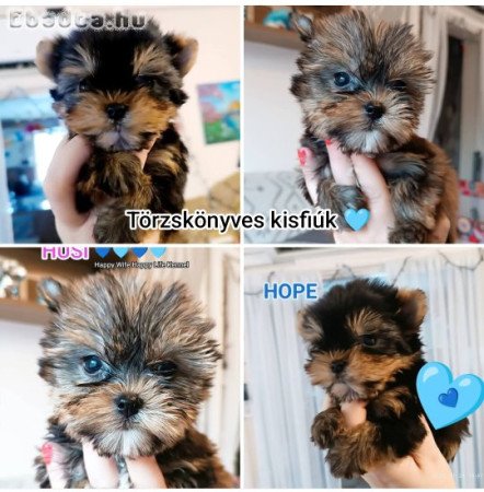 Yorki yorkshire terrier