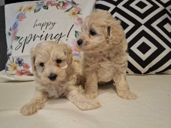 Maltipoo