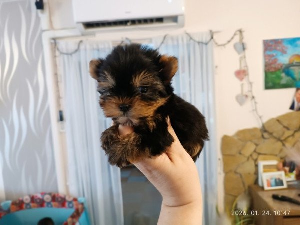 Yorkshire terrier