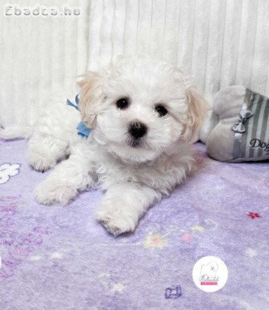 Prémium Bolognese kiskutya