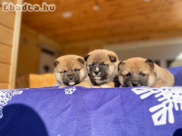 Japán shiba inu 8 db kiskutya szerető gazdit keres