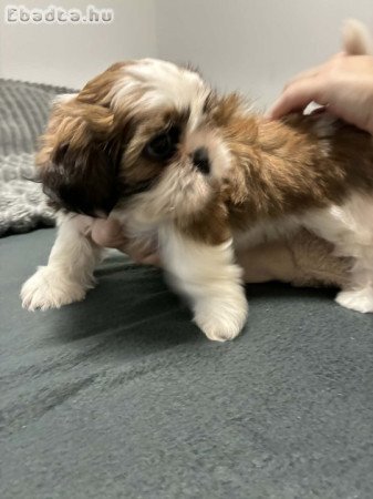 Eladó tündéri shih tzu kiskutyák