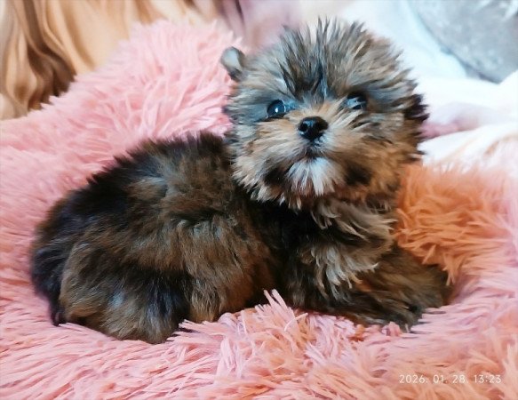 Yorkshire terrier