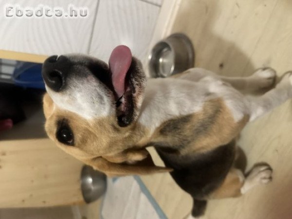 Új szerető családját keresi