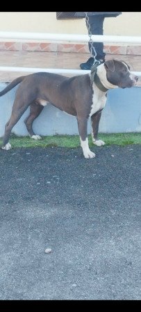 Kék kan 1 éves gazdit keres