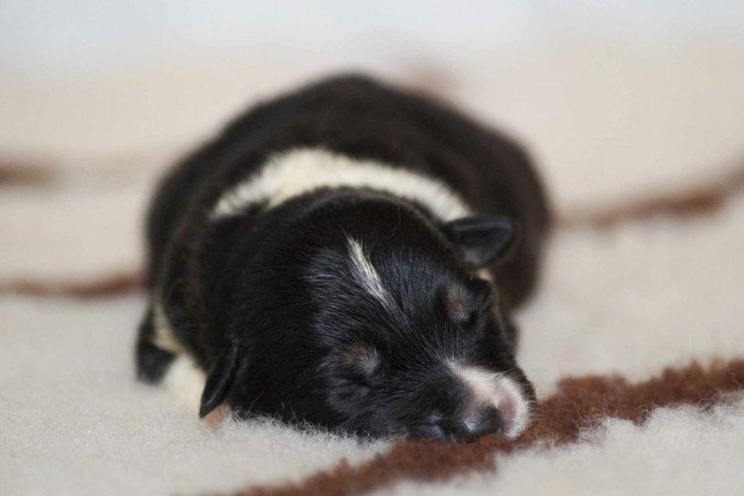 Border Collie