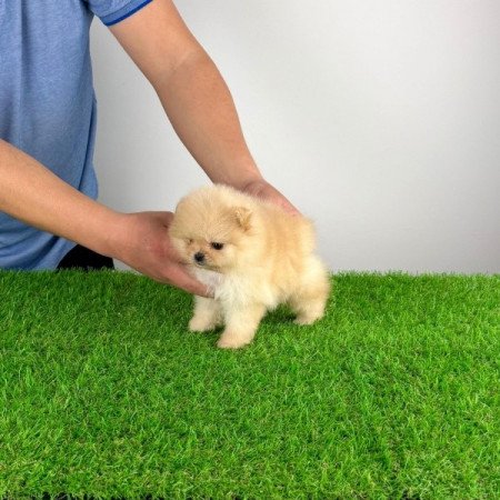 Pomerániai törpespitz