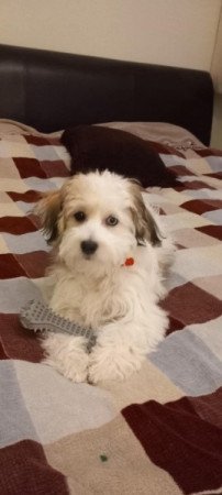 bichon havanese jellegű