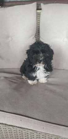 Bichon Havanese