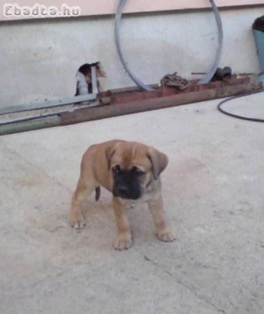 Cane corso kiskutyák