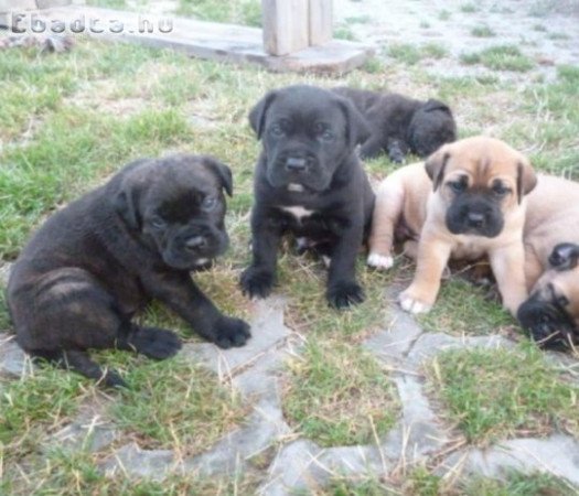 Cane corso kiskutyák