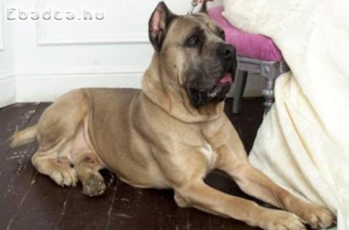 Cane corso kiskutyák