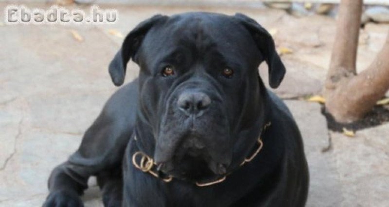 Cane corso kiskutyák