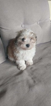 Bichon Havanese