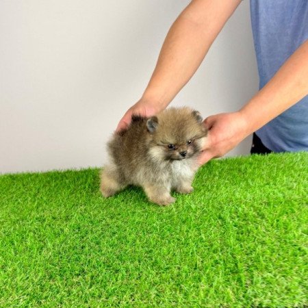 Pomerániai törpespitz