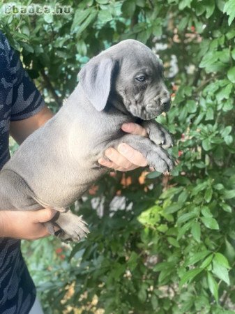 Cane corso kiskutyák szerető családot keresnek