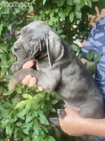 Cane corso kiskutyák szerető családot keresnek