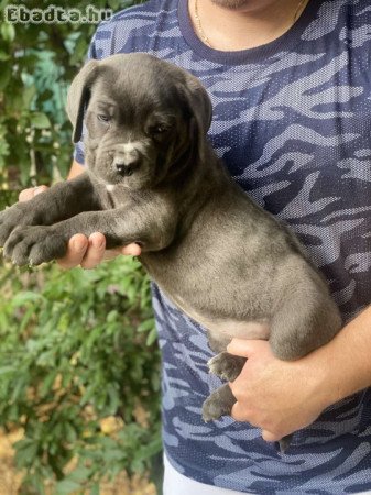 Cane corso kiskutyák szerető családot keresnek