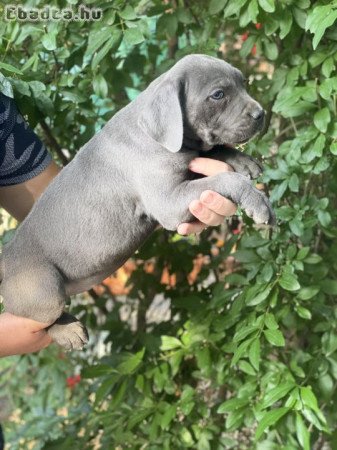 Cane corso kiskutyák szerető családot keresnek