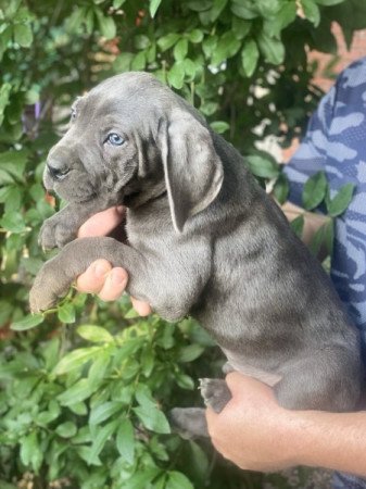 Cane corso