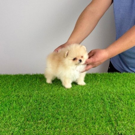 Pomerániai törpespitz