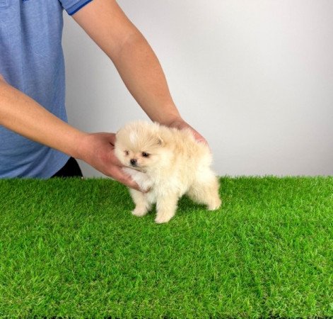 Pomerániai törpespitz