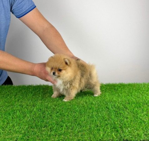 Pomerániai törpespitz