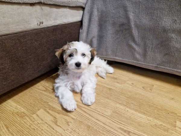 bichon havanese jellegű